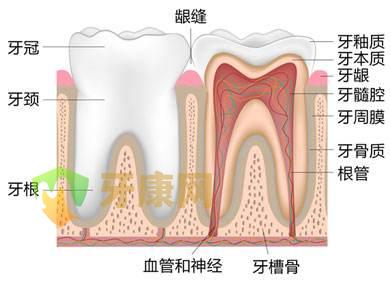 牙齿发育不全,补钙有用吗?
