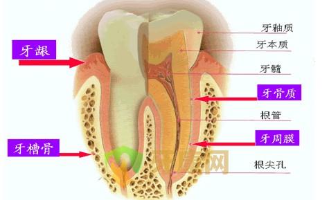 牙齿根尖周炎有什么症状？