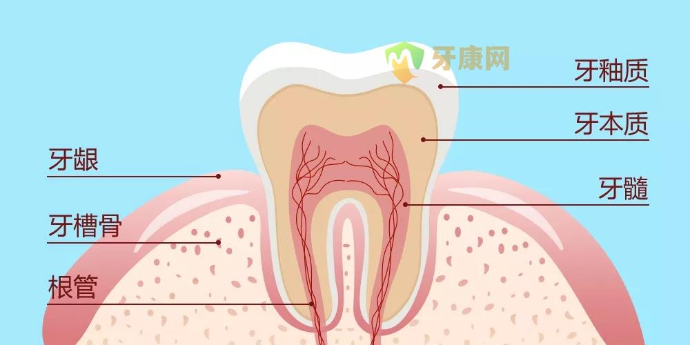 牙齿结构