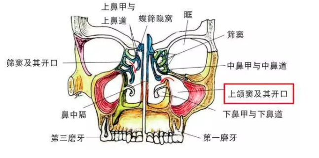 上颌窦位置